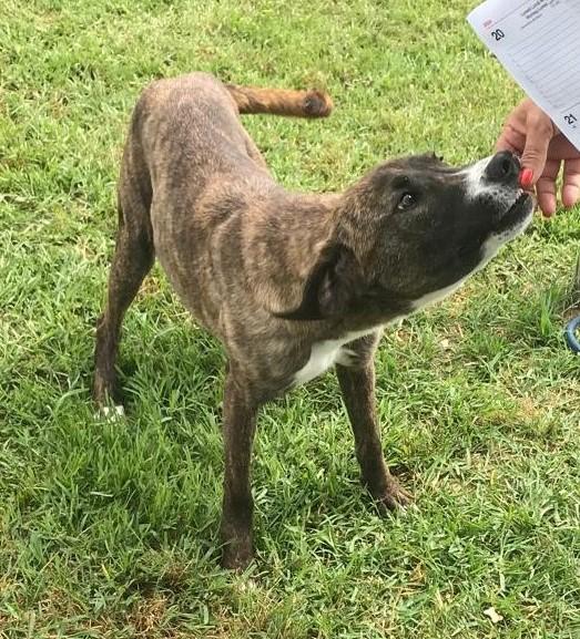 Zoom, la cagnolina più simpatica del canile  Foto 8